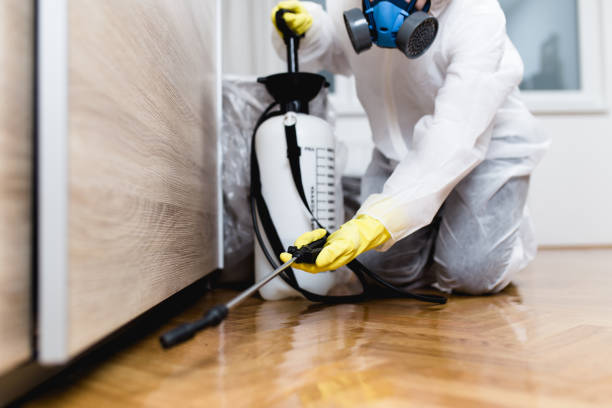 Best Wasp Removal Services  in Joshua Tree, CA