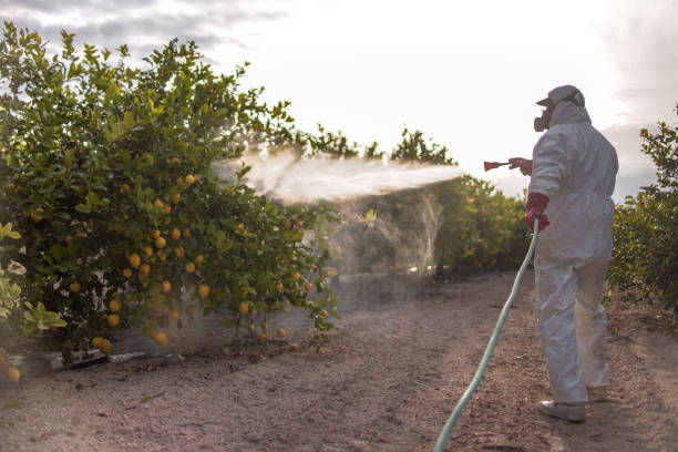Best Best Pest Control Companies  in Joshua Tree, CA