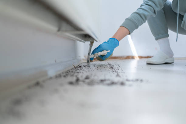 Best Mosquito Control Services  in Joshua Tree, CA